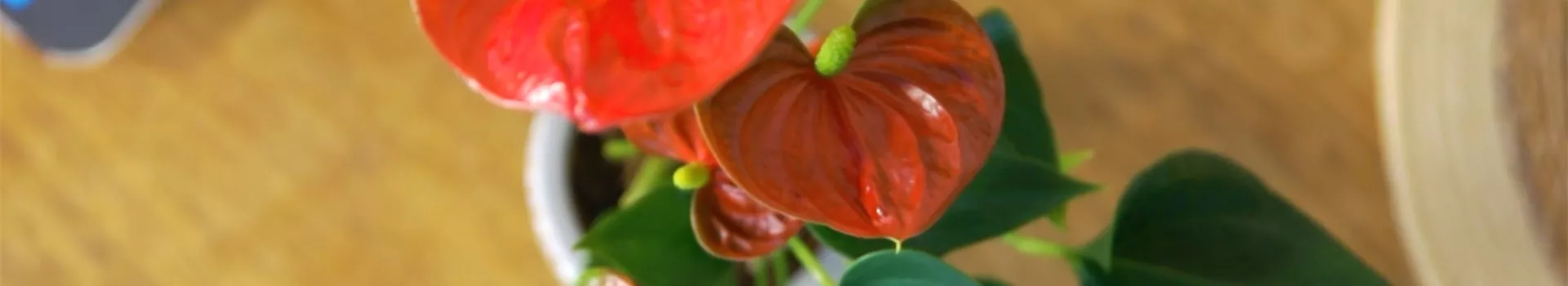 Flamingoblume (thumbnail)