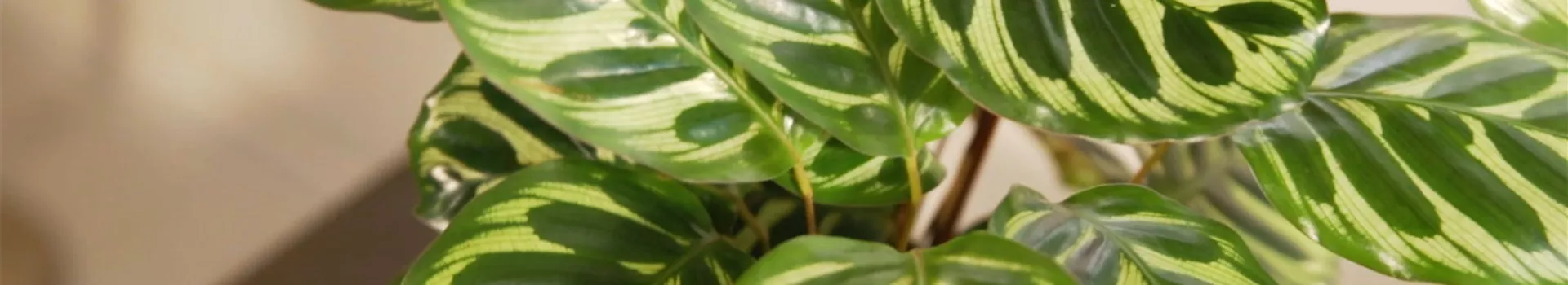 Korbmarante (Thumbnail)