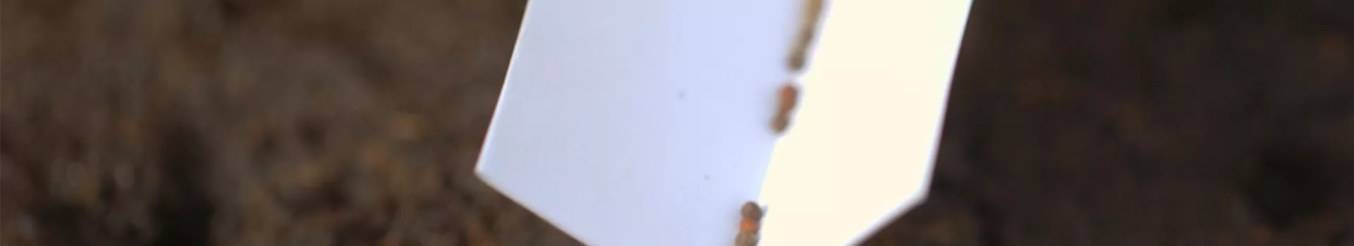 Brokkoli - Aussaat (Thumbnail)