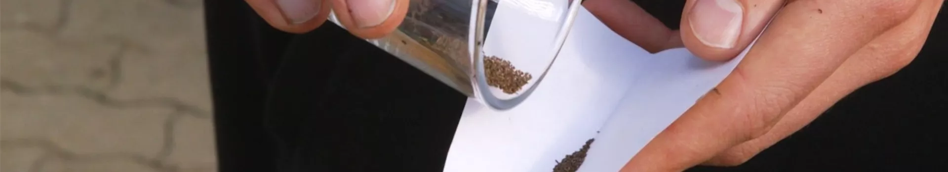 Estragon - Aussaat (Thumbnail)