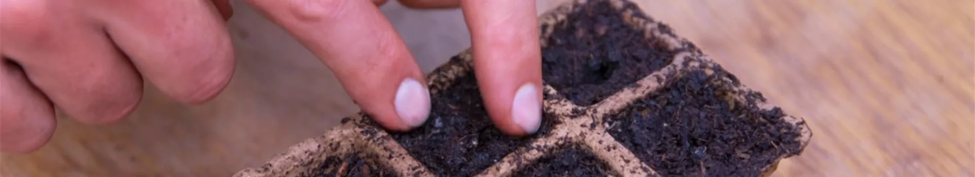 Jalapeno Paprika - Aussaat (Thumbnail)