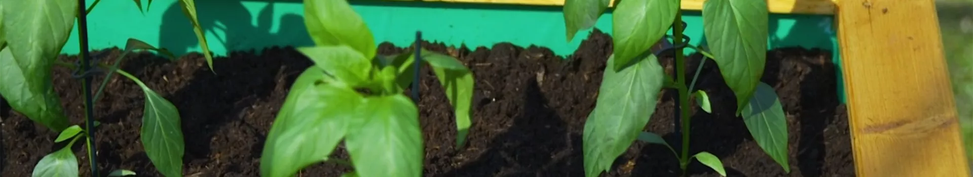 Jalapeno Paprika - Einpflanzen im Hochbeet (Thumbnail)
