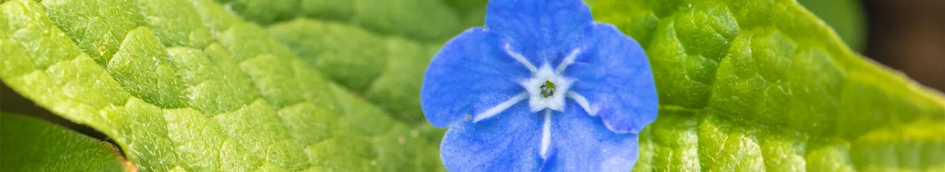 Gedenkemein - Einpflanzen im Garten (Thumbnail)