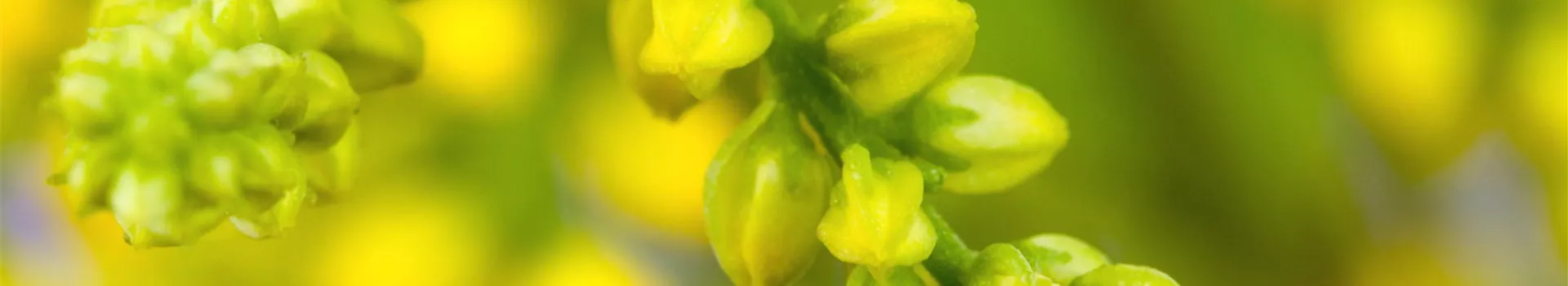 Goldtröpfchen - Einpflanzen im Garten (Thumbnail)