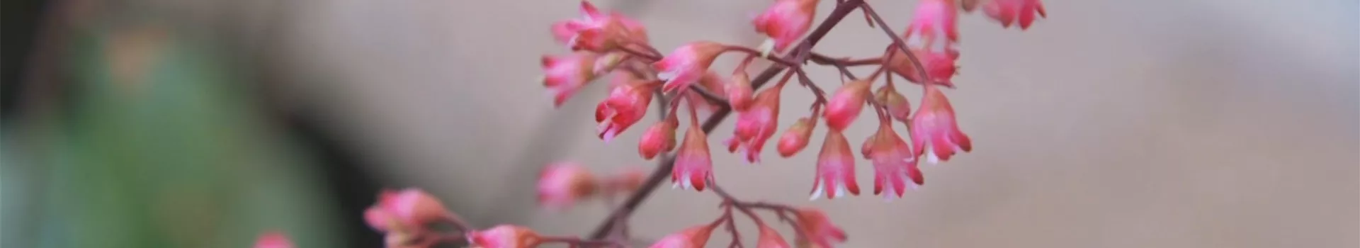 Echtes Purpurglöckchen (Heuchera)- Einpflanzen im Garten (Thumbnail)