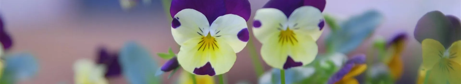 Wildes Stiefmütterchen - Einpflanzen im Garten (Thumbnail)