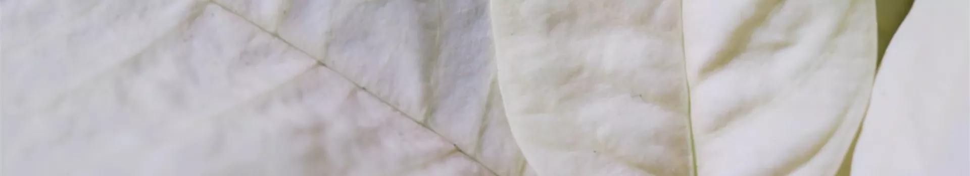 Ashampoo_Snap_Dienstag, 21. Juni 2022_10h55m30s_005_