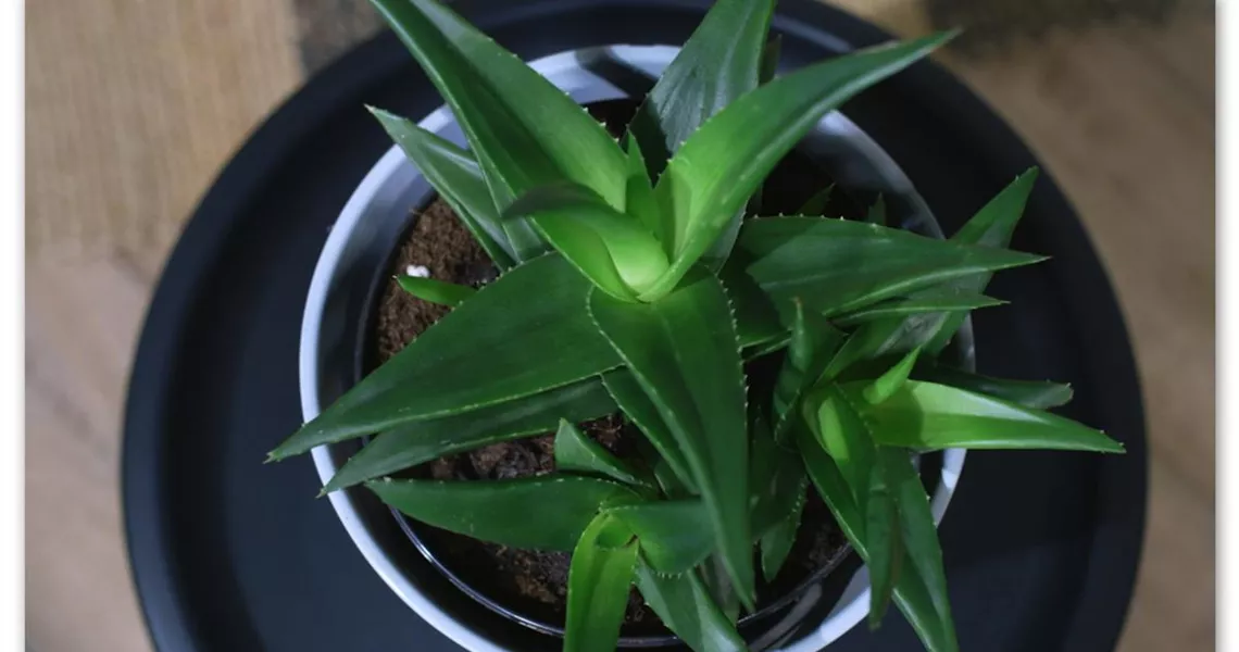 aloe vera gel trockene kopfhaut Bio Aloe Vera Gel