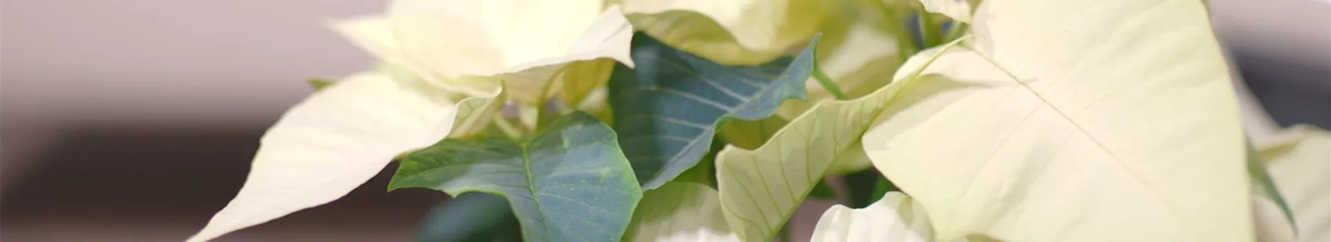 Ashampoo_Snap_Dienstag, 21. Juni 2022_11h37m51s_006_