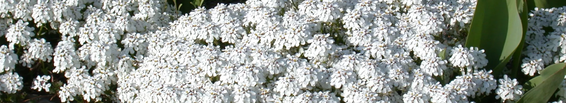 GS616203