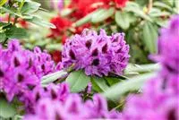 Die schnsten Begleitpflanzen fr Rhododendren im Garten - Grtnerei  Hegemann