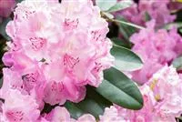 rhododendron english English Roseum Rhododendron