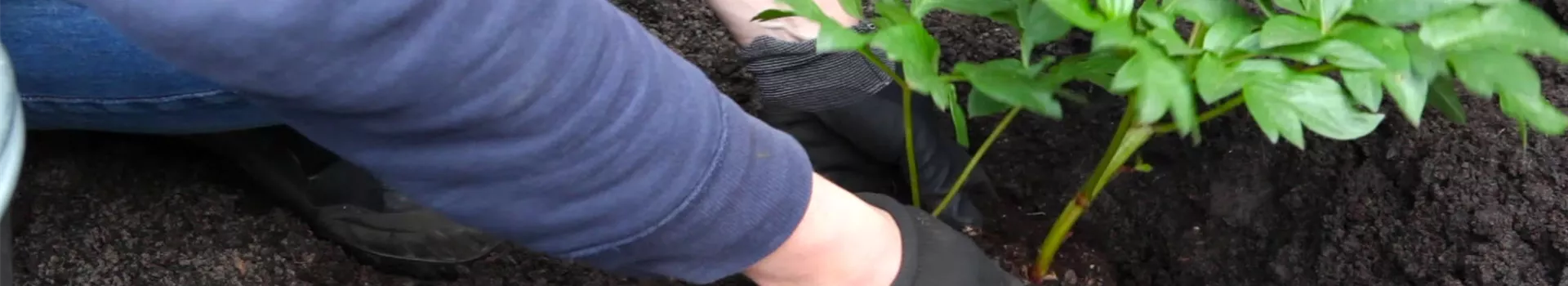 Pfingstrose - Einpflanzen im Garten (thumbnail)